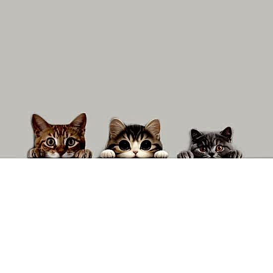 çlü Sevimli Kediler Canlı Renk Ahşap Priz Sticker